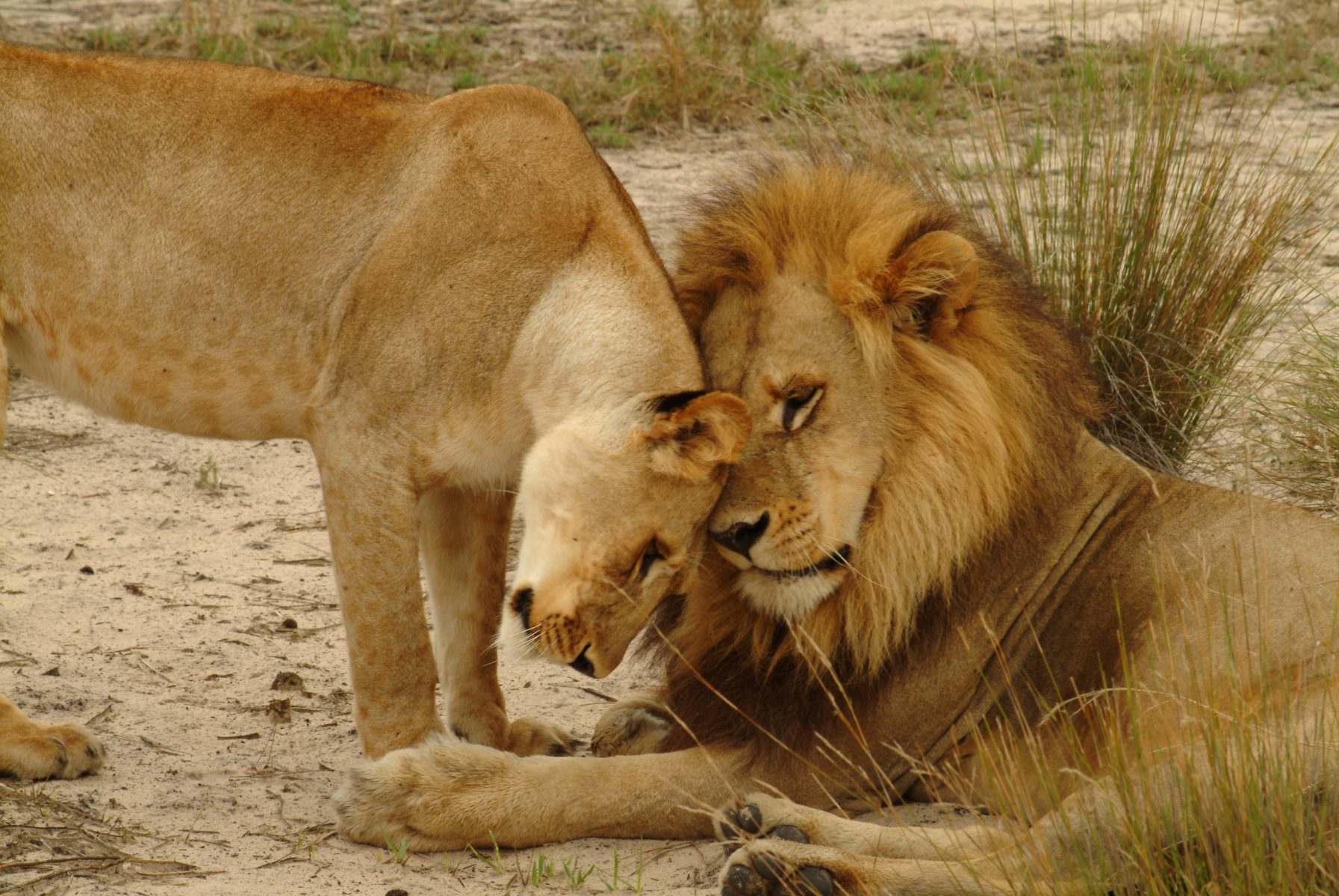 Un gruppo di leoni e leonesse nel Delta dell'Okavango