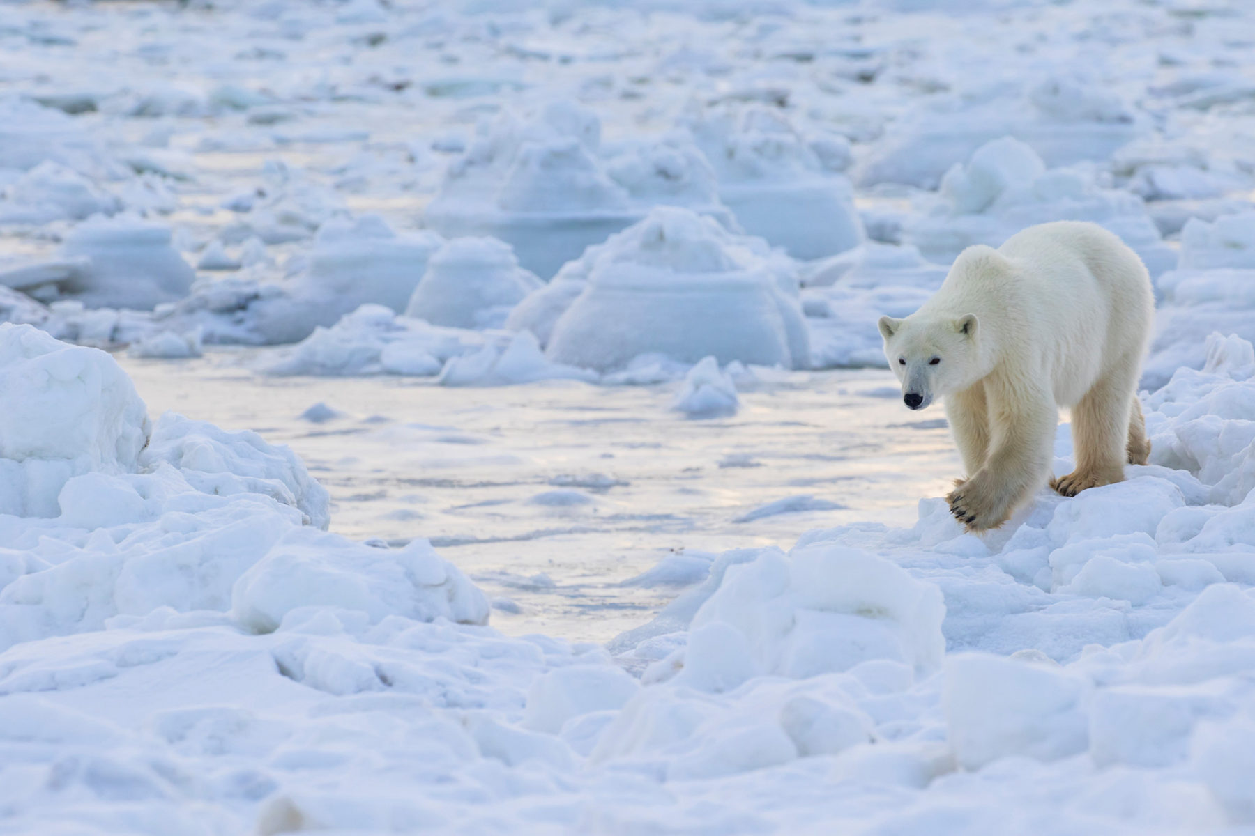Un orso polare tra i ghiacci sulla costa della Hudson Bay, nel Manitoba