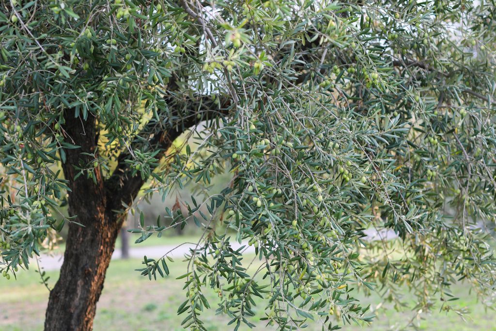 "Adotta un olivo" a Palazzo di Varignana