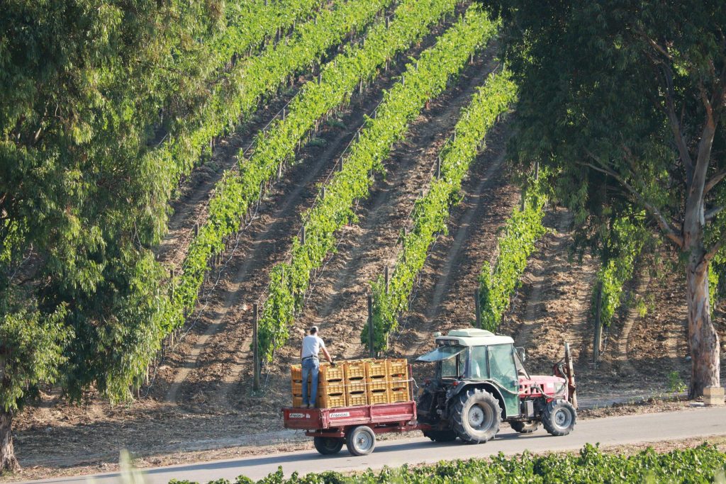 Vendemmia del grillo, Cristo di Campobello