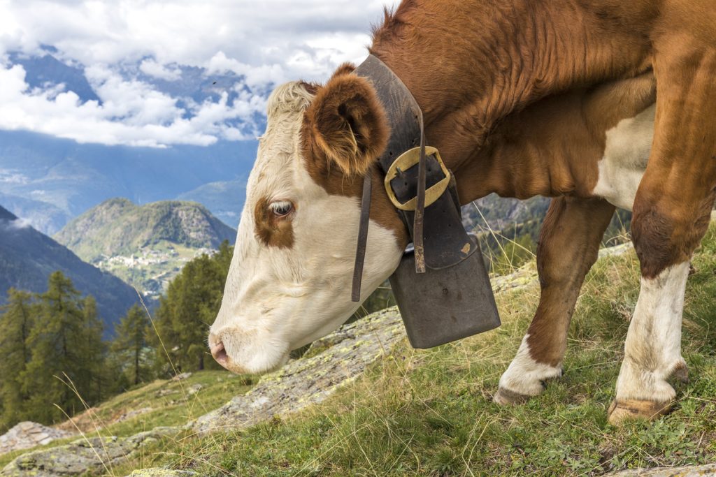 Bovini in alpeggio in Valtellina