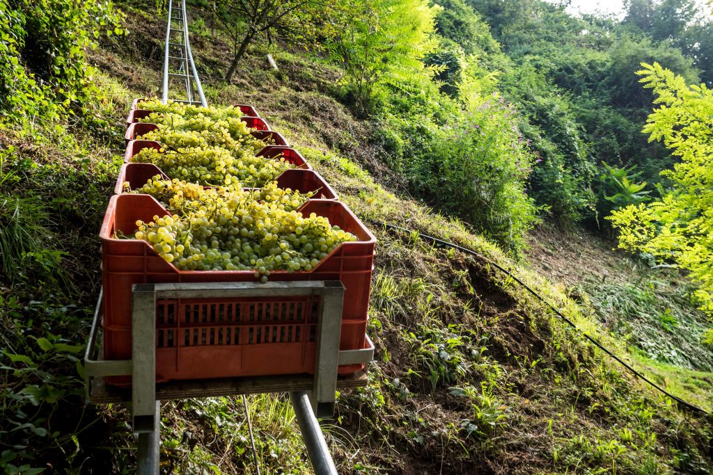 Vendemmia eroica nelle colline del Conegliano Valdobbiadene Prosecco DOCG