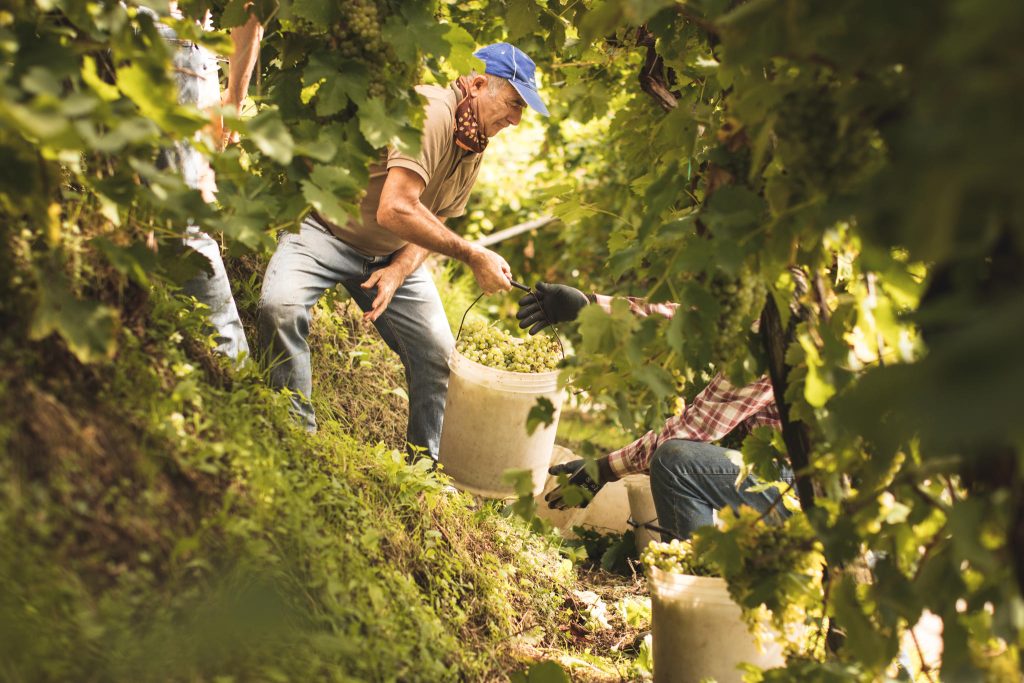 La vendemmia eroica tra le colline del Conegliajo Valdobbiadene