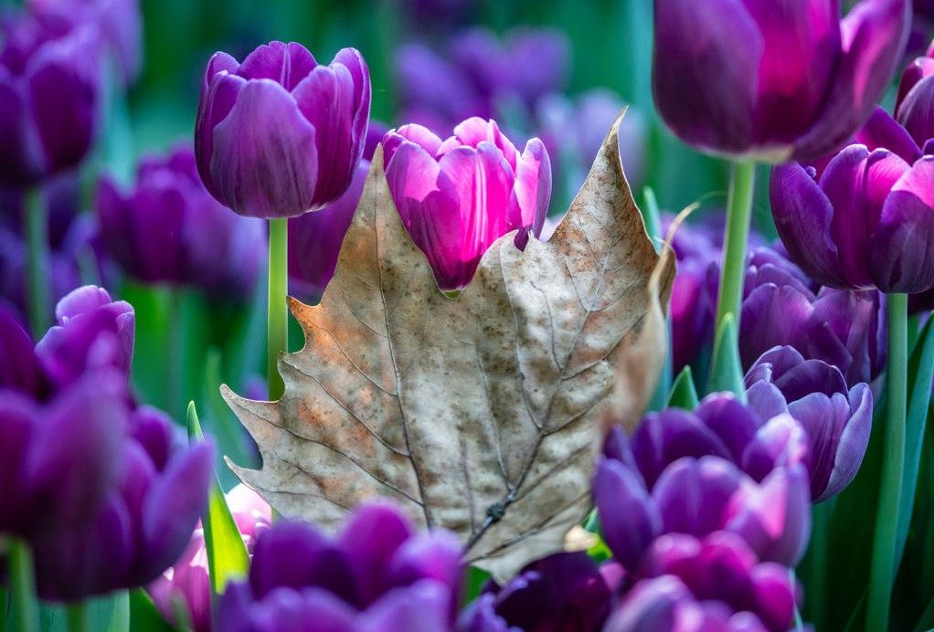 Autunno colorato e fiorito al Parco Giardino Sigurta di Verona