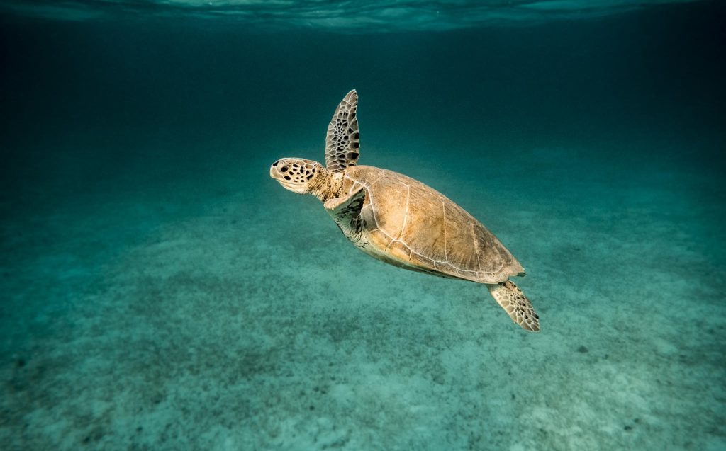 Viaggi nel Mediterraneo